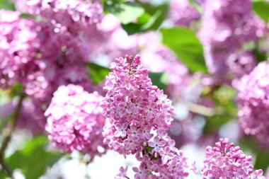 Bahar leylak çiçekleri 