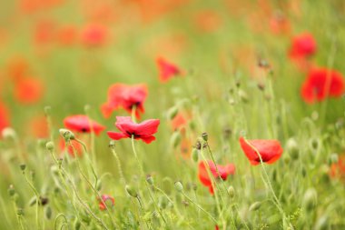 haşhaş çiçekleri, açık havada