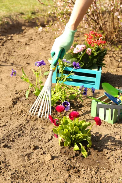 Concetto di giardinaggio: bellissimi fiori in giardino con luce solare — Foto Stock