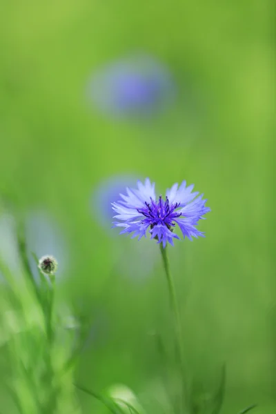 Beautiful cornflowers, outdoors — Stock Photo, Image