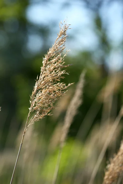 Schönes Gras, im Freien — Stockfoto