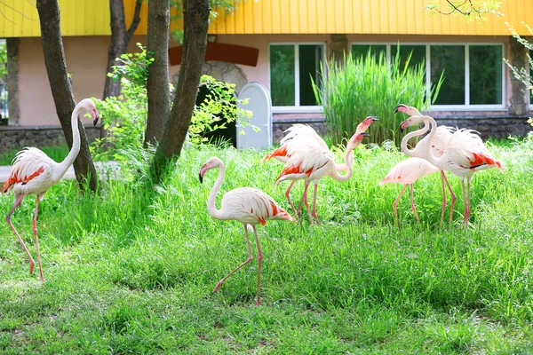 Flamingo in park — Stock Photo, Image