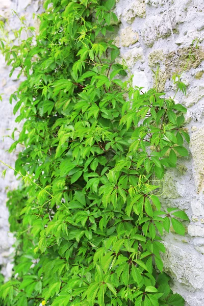 Grüne Pflanze im Freien — Stockfoto