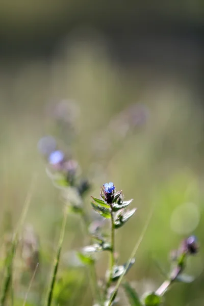 Beautiful wild flowers, outdoors — Stock Photo, Image