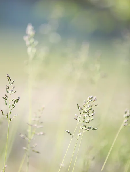 Beautiful grass, outdoors — 스톡 사진