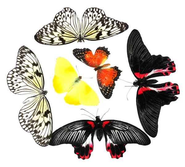 Belle farfalle, isolate su bianco — Foto Stock