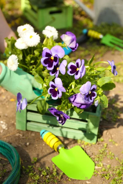 Садовая концепция: красивые цветы в саду с солнечным светом — стоковое фото