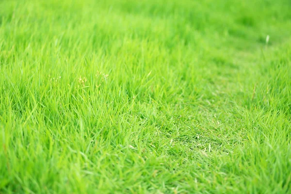 Hermosa hierba verde en el campo — Foto de Stock