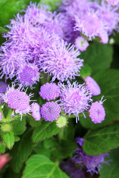 Hermosas flores, primer plano — Foto de Stock