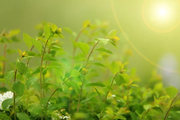 花园里的灌木丛 — 图库照片