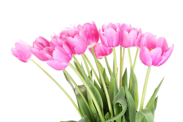 Bei tulipani rosa, isolati su bianco — Foto Stock