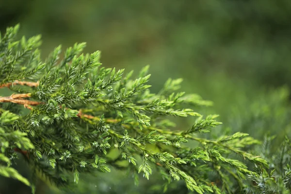 Zelená rostlina, venku — Stock fotografie