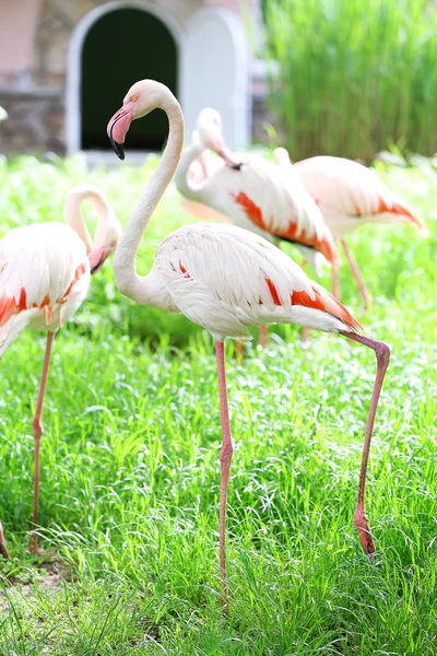 Flamingo w parku — Zdjęcie stockowe
