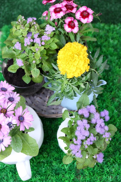 Bloemen in decoratieve potten op groen gras achtergrond — Stockfoto