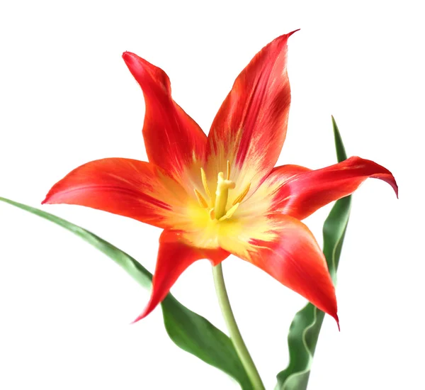 Beautiful red tulip, isolated on white — Stock Photo, Image