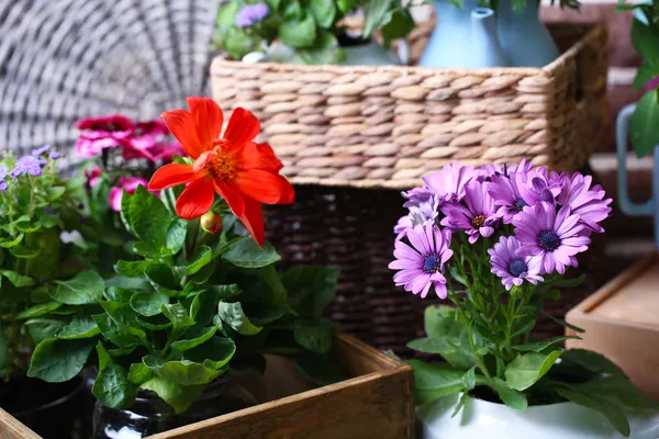 Lindas flores em vasos, close-up — Fotografia de Stock