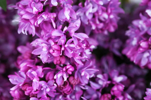 Schöne lila Blumen Hintergrund — Stockfoto