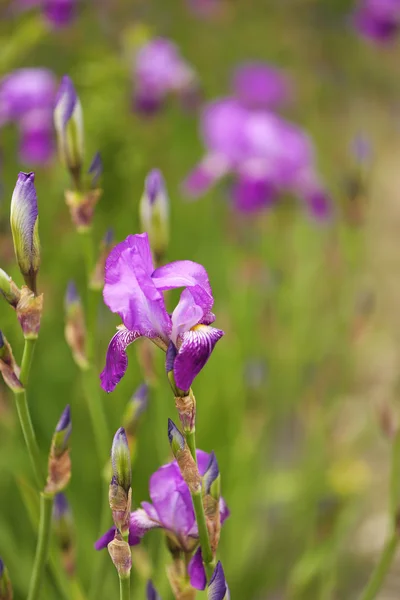 Beautiful irises, outdoors — Stock Photo, Image