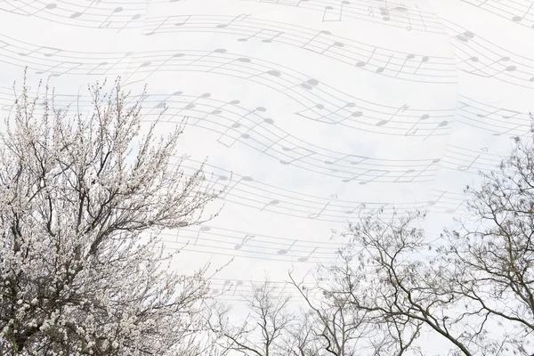 Schöne Baumkronen mit Blüten auf dem Hintergrund des Musikhimmels — Stockfoto