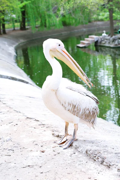 Büyük beyaz Pelikan Hayvanat Bahçesi — Stok fotoğraf