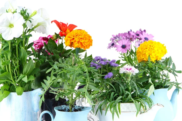 Flores em vasos decorativos isolados em branco — Fotografia de Stock