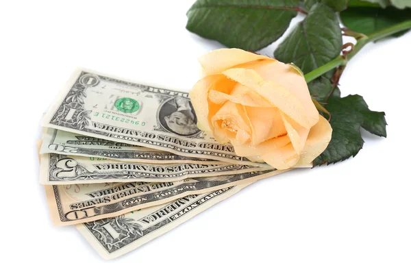 Vacker ros och pengar — Stockfoto