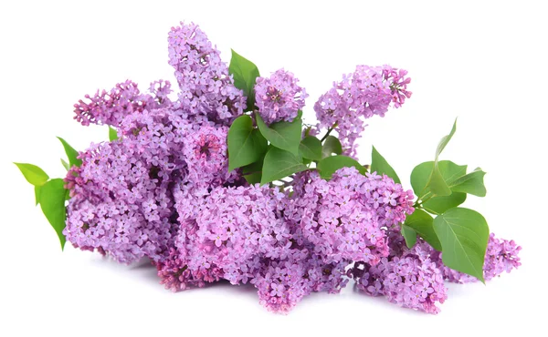 Belles fleurs lilas isolées sur blanc — Photo