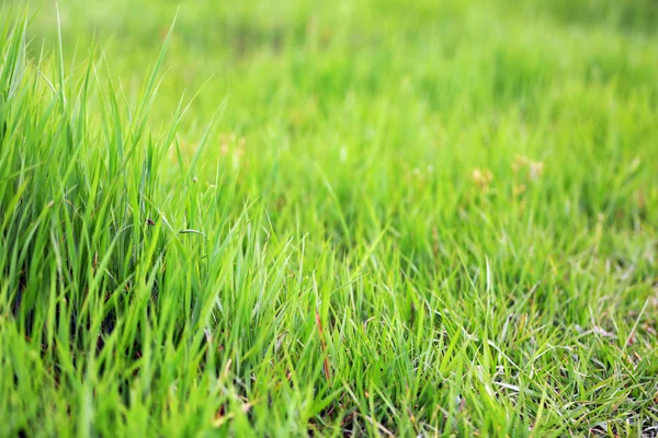 Vacker grönt gräs i fält — Stockfoto
