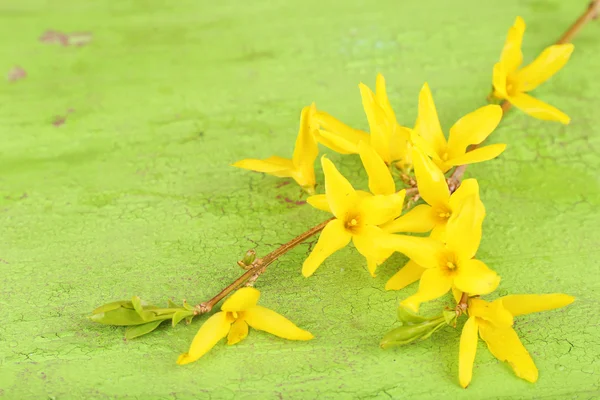 Bloeiende vertakking van de beslissingsstructuur met gele bloemen op houten achtergrond — Stockfoto
