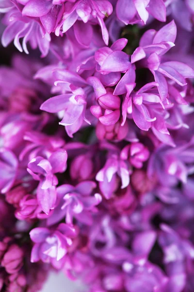 Lindas flores Lilac fundo — Fotografia de Stock