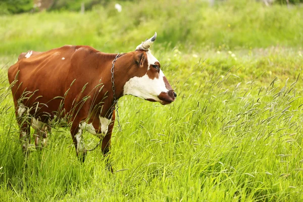 Vaca em um pasto de verão — Fotografia de Stock