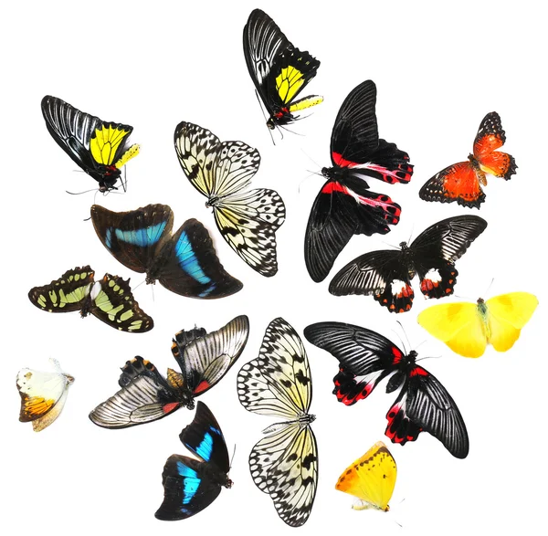 Hermosas mariposas — Foto de Stock