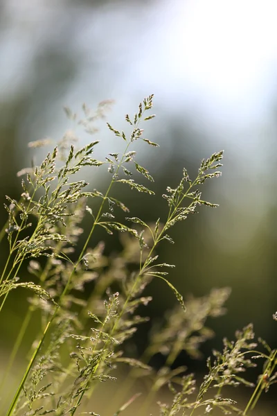 Beautiful green grass, outdoors — Stock Photo, Image