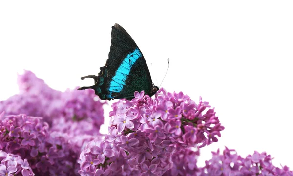 Bela borboleta sentado em flores lilás — Fotografia de Stock