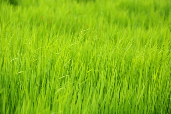 Bela grama verde no campo — Fotografia de Stock