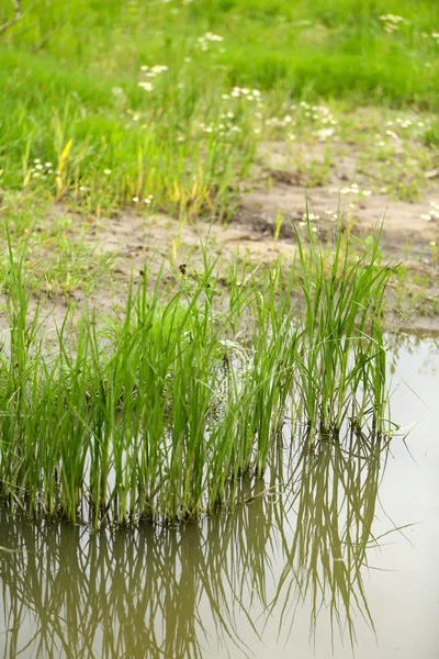 Beautiful green grass in water — Stock Photo, Image