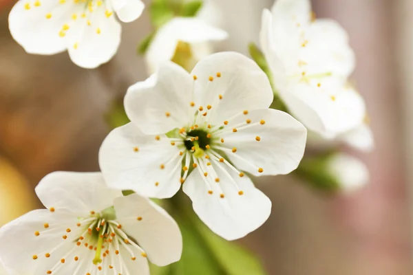 Bela flor de fruta, ao ar livre — Fotografia de Stock