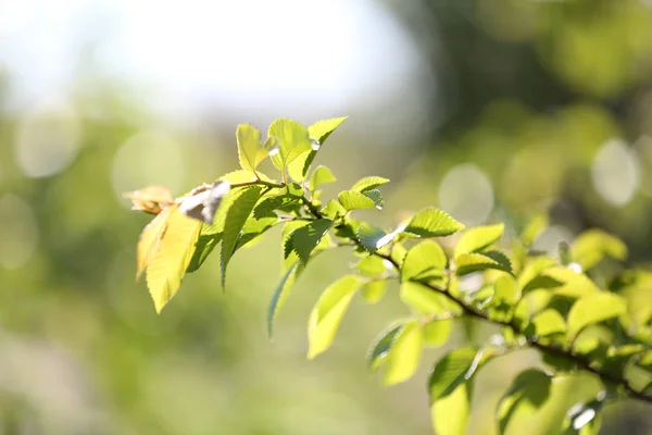 Hermosas hojas de primavera en el árbol, al aire libre — Foto de Stock