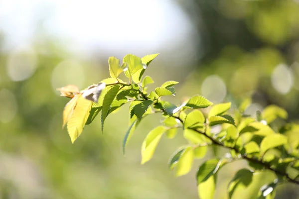 Belles feuilles de printemps sur l'arbre, à l'extérieur — Photo