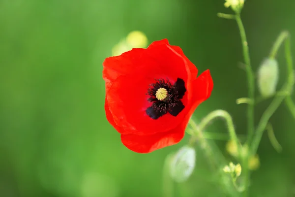 Vallmo blomma, utomhus — Stockfoto