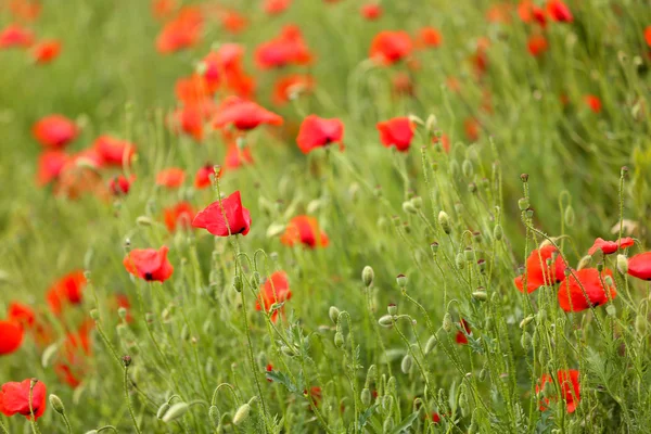 Vallmo blommor, utomhus — Stockfoto