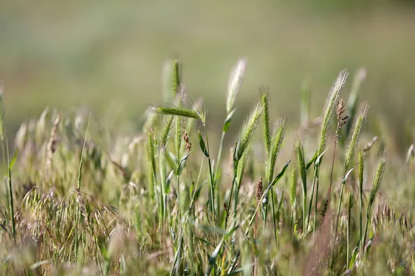 Bella erba verde, all'aperto — Foto Stock