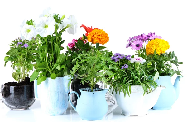 白で隔離される装飾的な鍋の花 — ストック写真