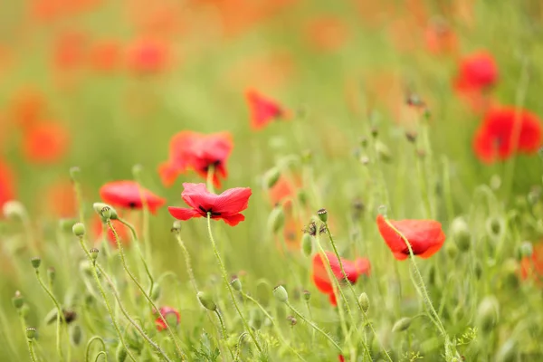 Vallmo blommor, utomhus — Stockfoto