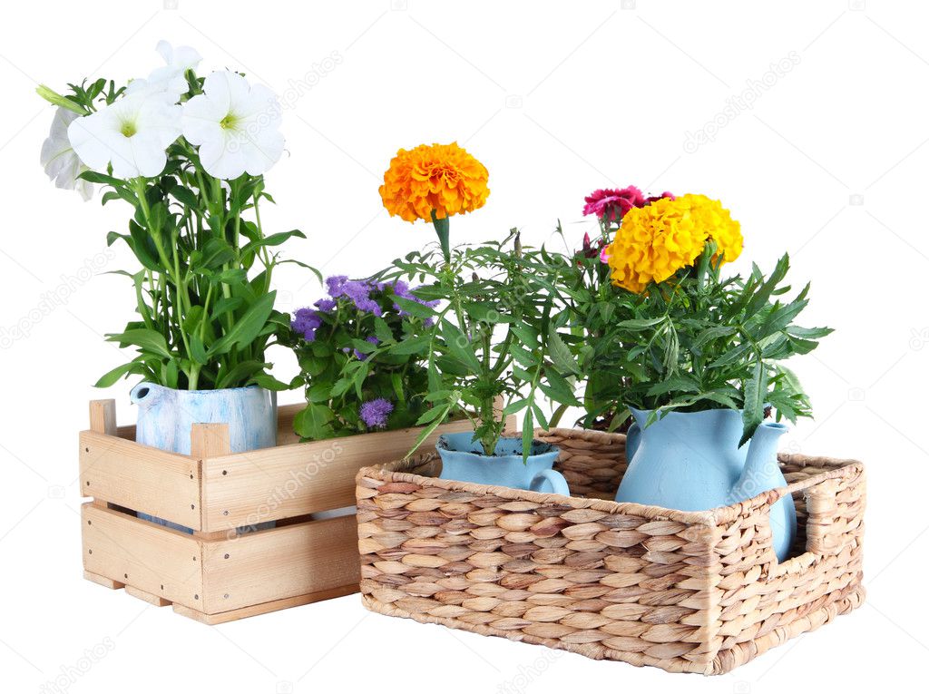 Flowers in decorative pots, in boxes isolated on white