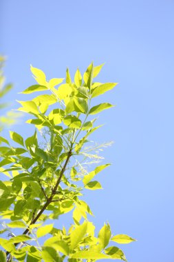 güzel bahar yaprakları açık havada ağaç üzerinde