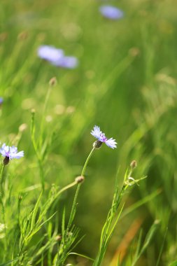 güzel Peygamber, açık havada