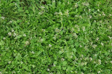 güzel bahar çimen açık havada