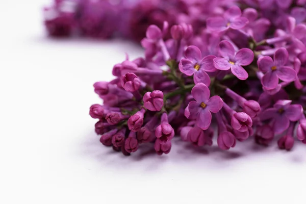 Hermosas flores de color lila aisladas en blanco —  Fotos de Stock