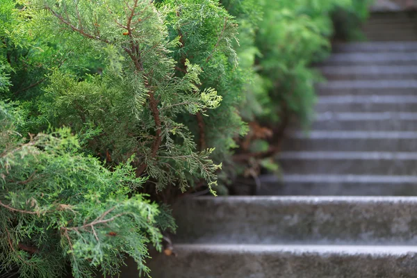 Stone steps in garden — Stock Photo, Image